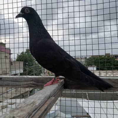 Zaakh female high quality pigeon