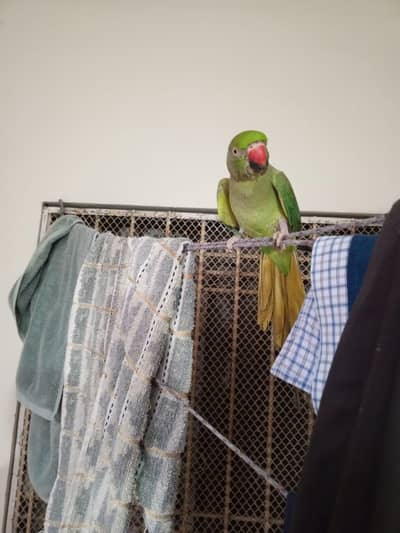 hand tame parrot active condition