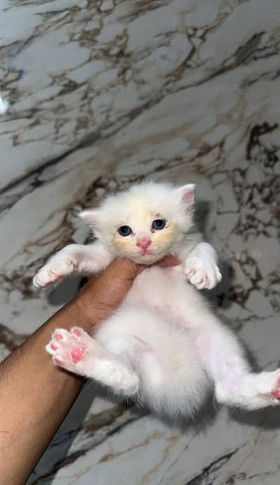 Persian kittens