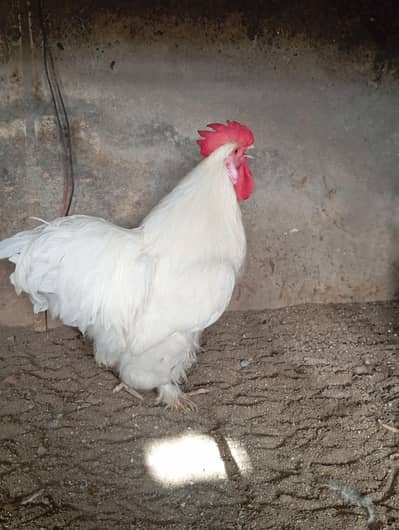 white Cochin adult male (exchange with raw chick