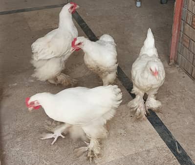 quality white heavy buff for sale
