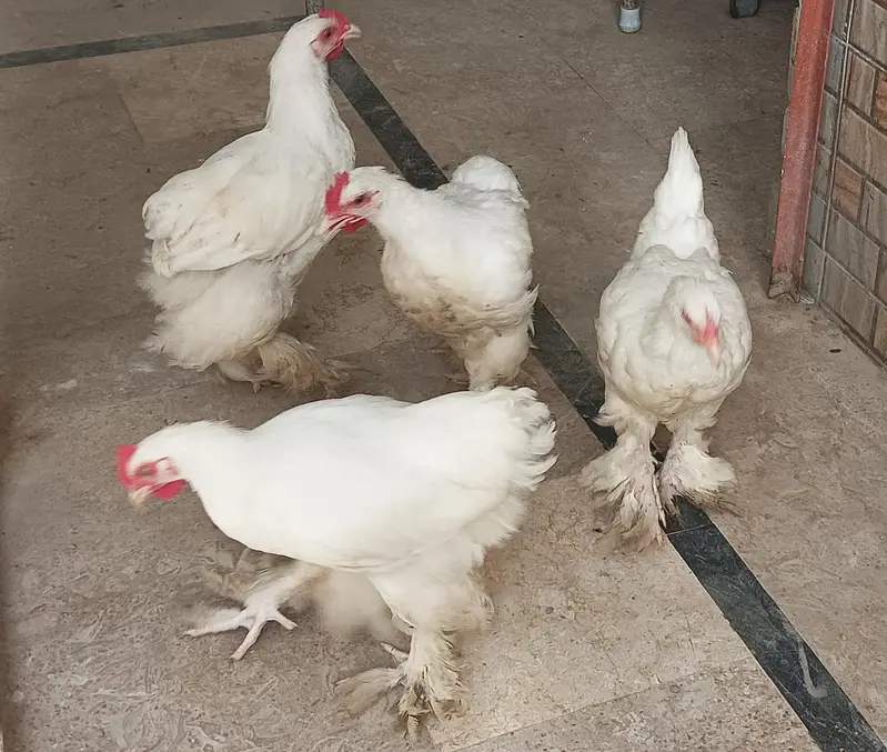 quality white heavy buff for sale