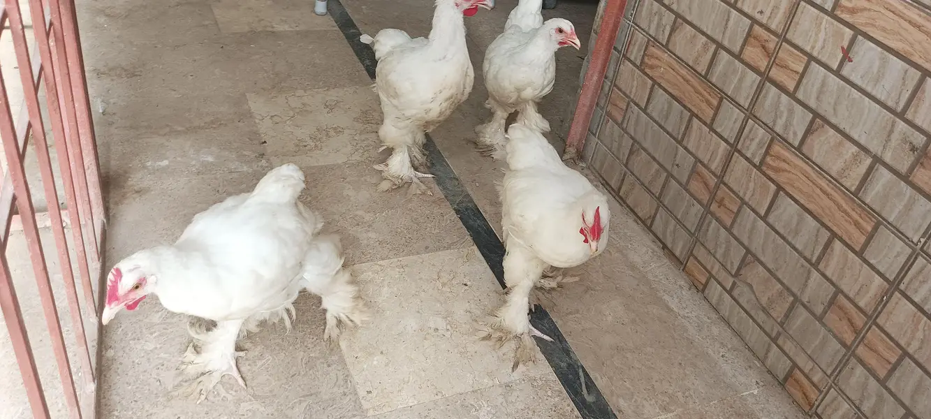 quality white heavy buff for sale — photo 2