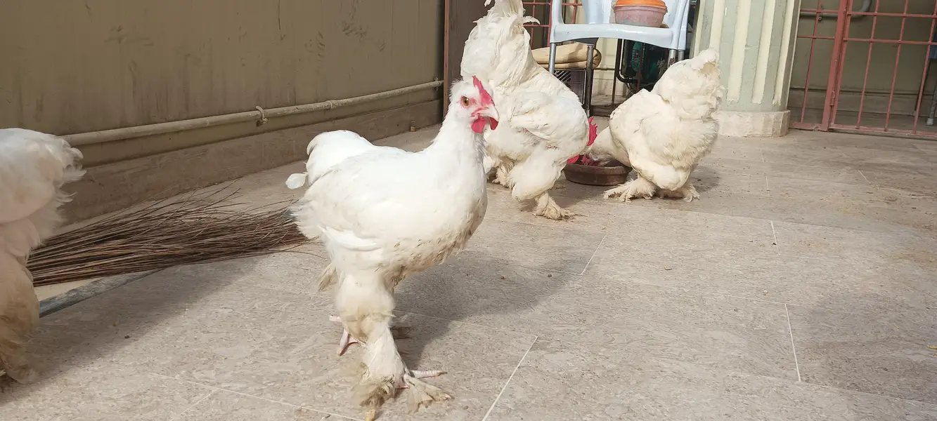 quality white heavy buff for sale — photo 3
