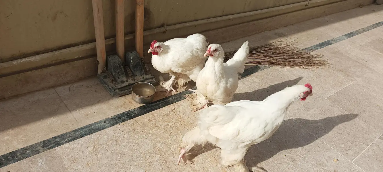 quality white heavy buff for sale — photo 4