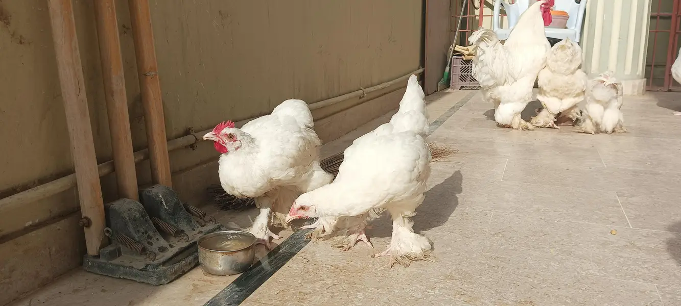 quality white heavy buff for sale — photo 5