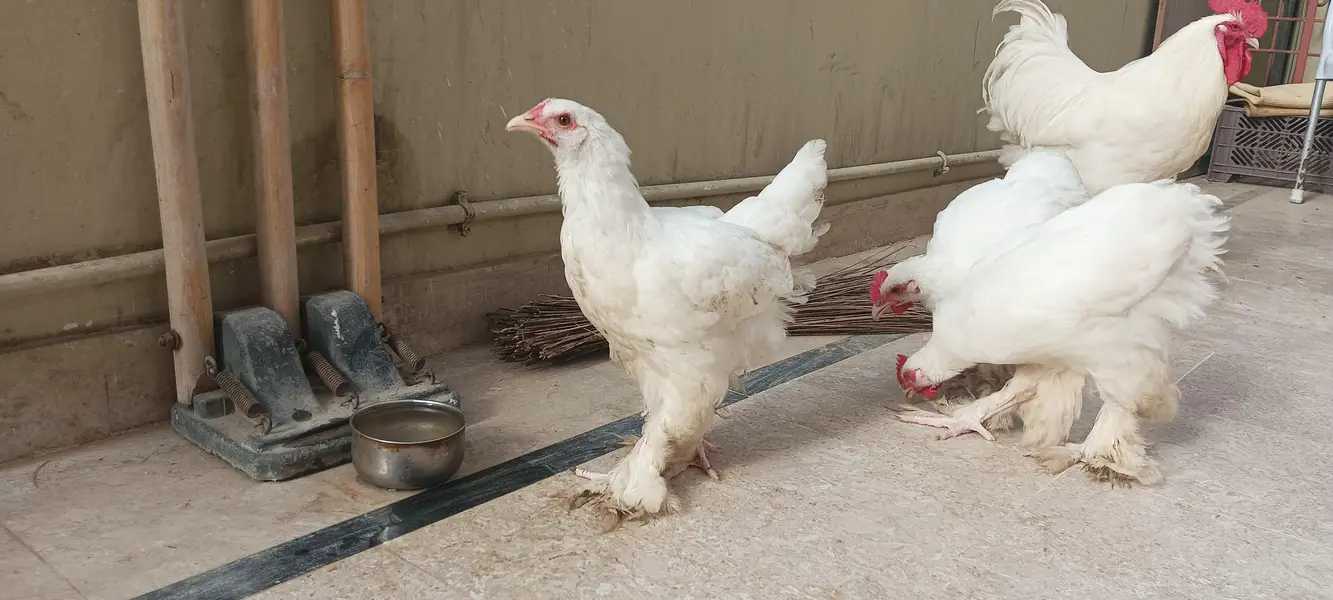 quality white heavy buff for sale — photo 6