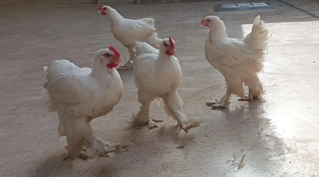 quality white heavy buff for sale — photo 7
