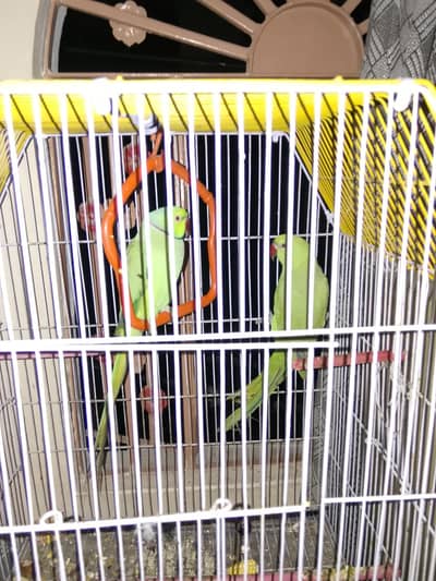 Ring Neck Pair 100% breeder