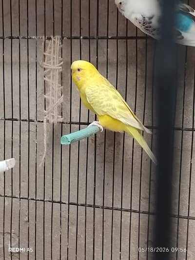TCB budgie