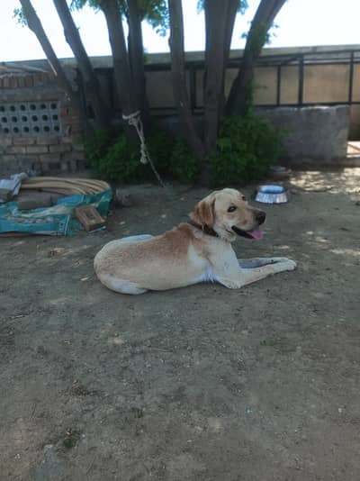 American labrador (Male) for sale