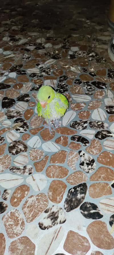 Indian Ringneck baby Paroot 03702725200