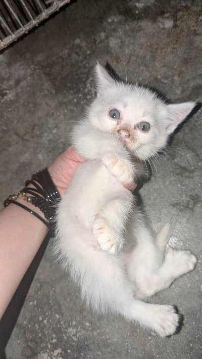 Persian kitten for sale