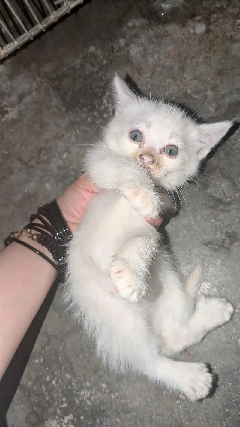 Persian kitten for sale