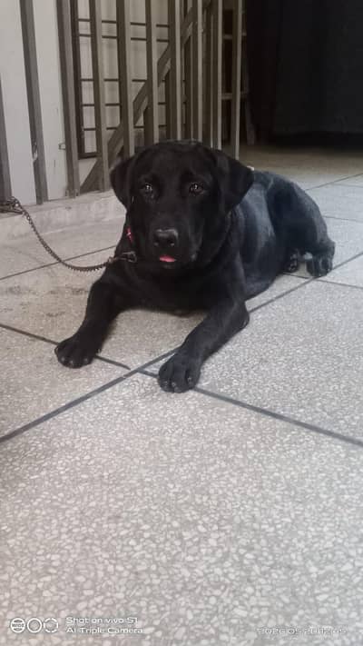 Active Female Labrador (1 Year) - Fully Vaccinated & Well-Cared For