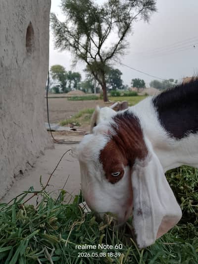 Pure ablak beetal breeder Bakra . . 2 dant