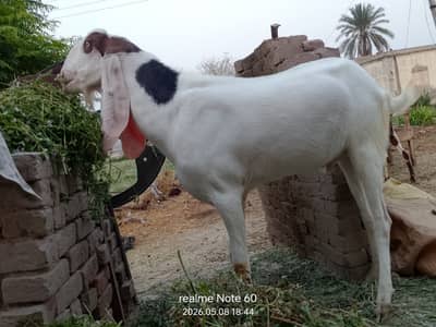 Pure ablak beetal breeder Bakra . . 2 dant