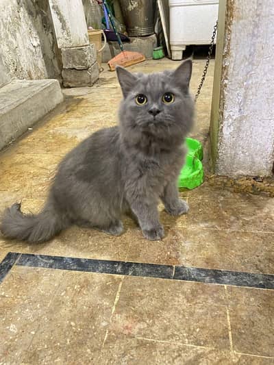 Persian cat 1 Mother and 6 kids