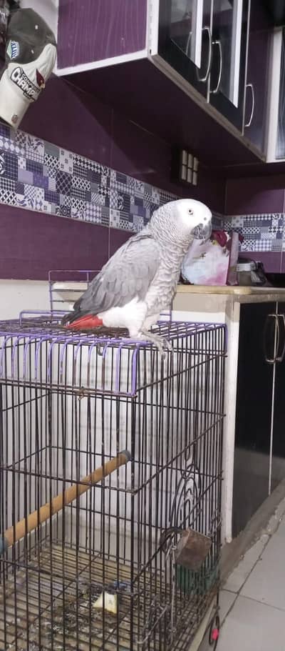 Talking Grey Parrot Home Grown For 7 Years