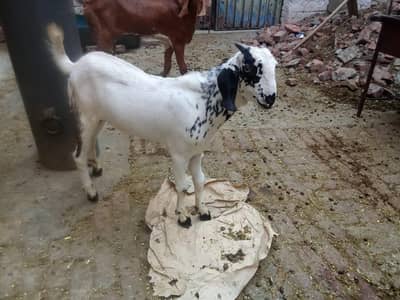 bacha for sale