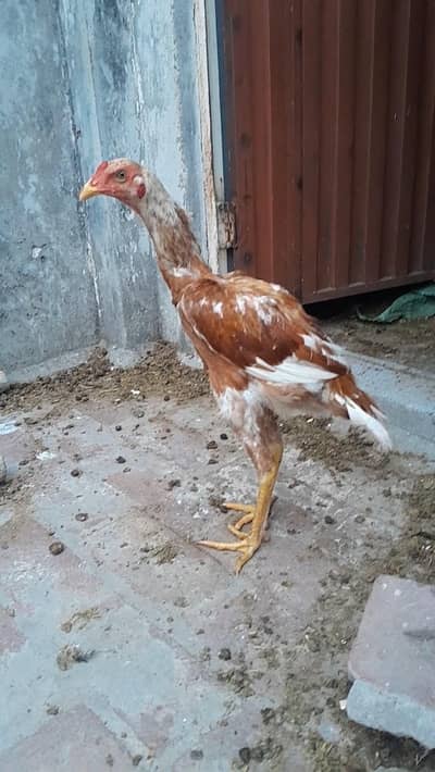 kamalia aseel for sale in lahore jes bhai ko samj ay call kar lay