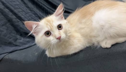 Persian cat for sale