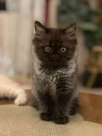 cute kittens