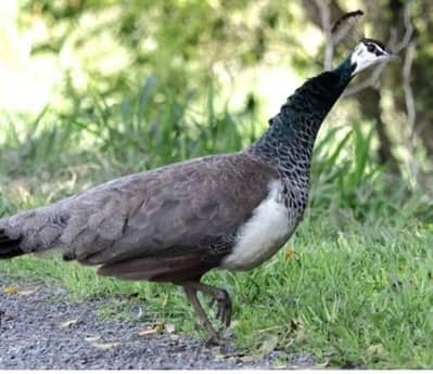 Peacock Birds