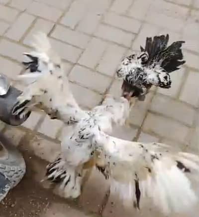 aseel rooster pairs