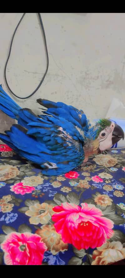 B & G macaw baby