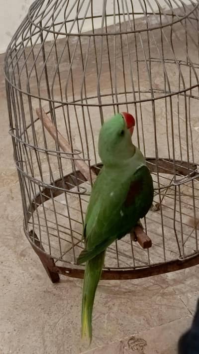 KASHMIRI RAW PARROT