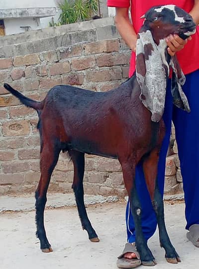 Goat | Bakra | Bakra For Sale