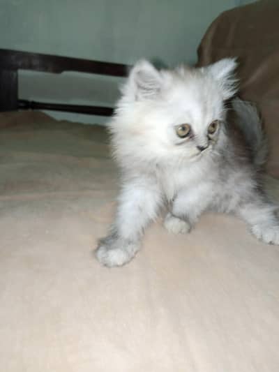 Persian Grey Kitten Triple Coated for sale