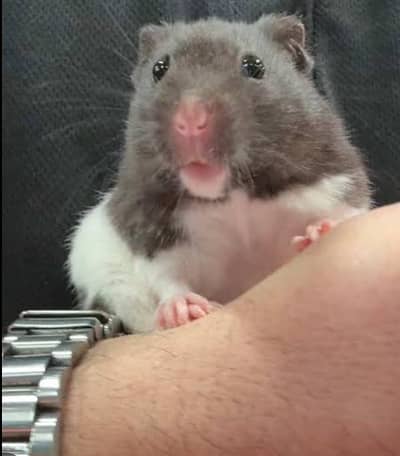 Hamsters for sale
