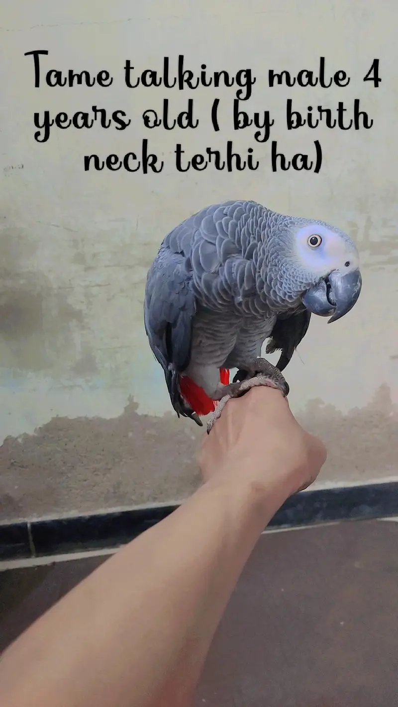 Tame talking playful buddy