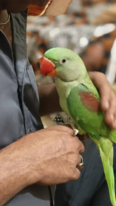Kashmiri RAW PARROT