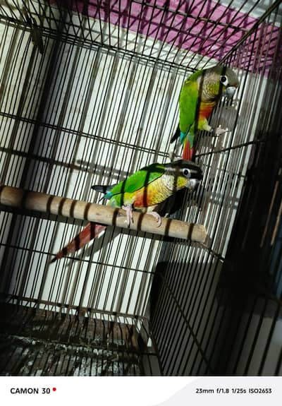 green cnoure red fector pair