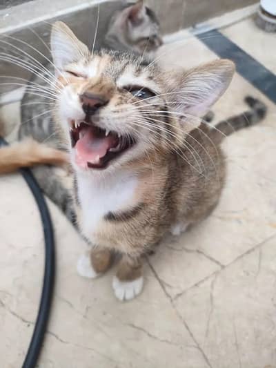 Beautiful & Playful Tri-Color Kitten for Free Adoption (Karachi)