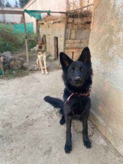 German shephard long coat for sale