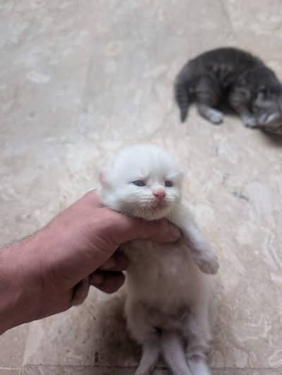Persian Cats Pair with 2 Kittens for Sale