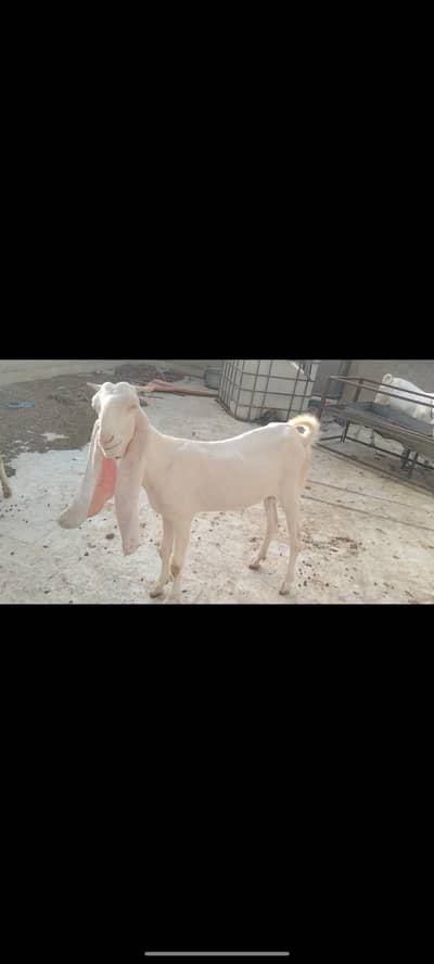 white eyes 2 dant full gulabi full kano main female