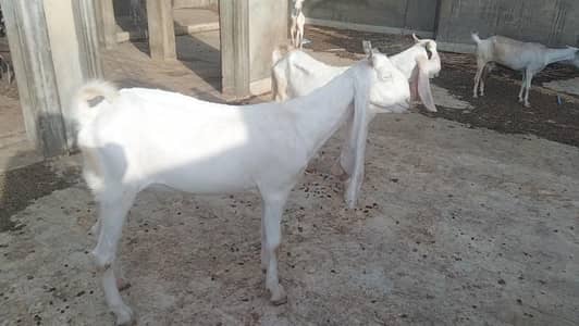 white eyes 2 dant full gulabi full kano main female