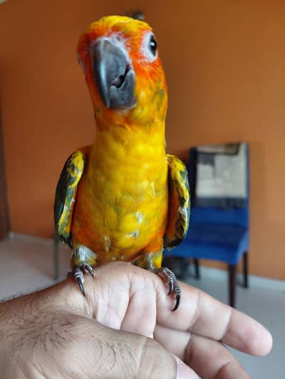 sun conure chicks