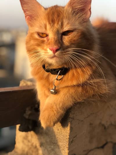 Ginger Persian Cat