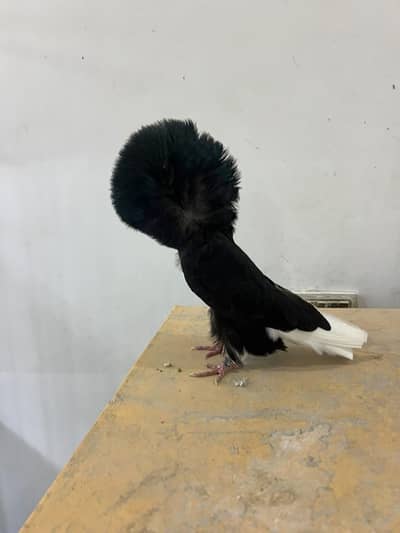 fancy bird#jacobine#nikabposh 03105184376