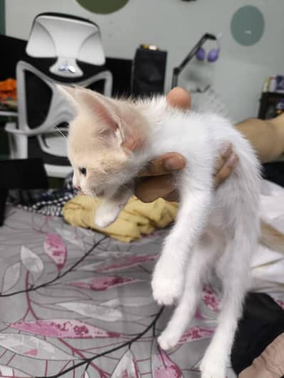 1 Half persian Mother cat and 4 Kittens available for adoption