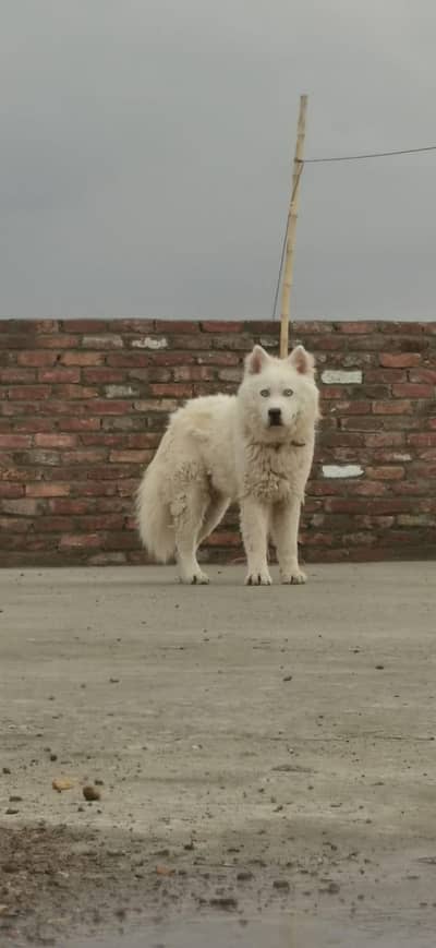White Husky Male For Sell