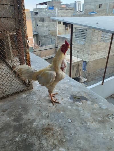 aseel male