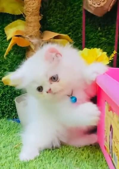 parsion cat for sale 03*34*97*93*957
