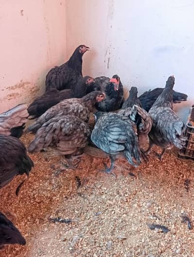 Australorp heritage black